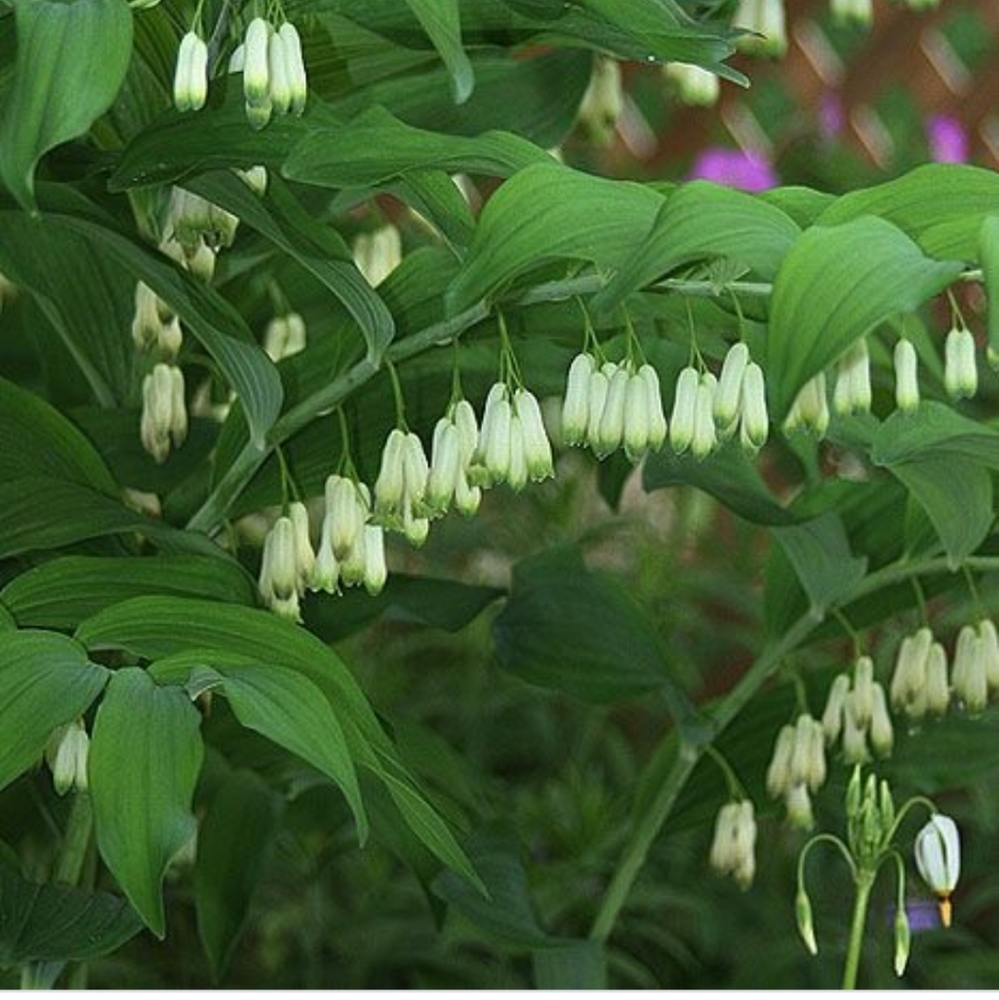 Solomans Seal 10 plant rhizomes $30